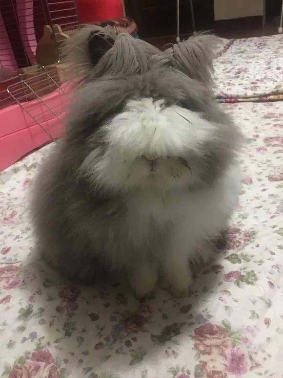 香葱小可爱又半夜陪我看球真热闹开心