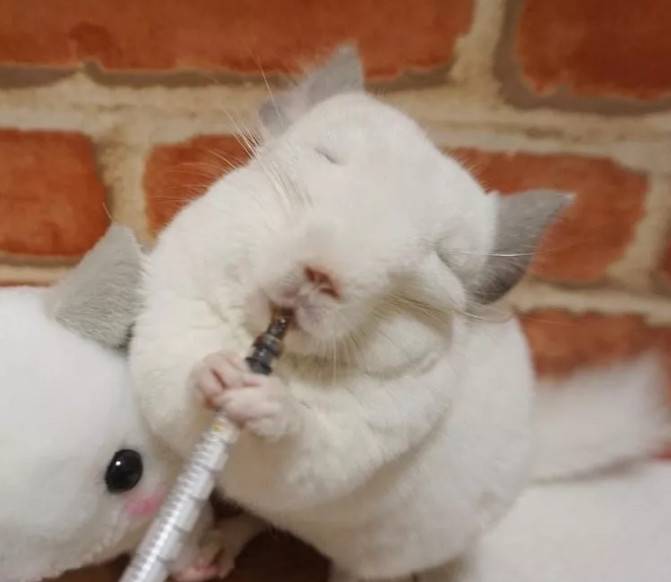 家里的龙猫大佬,平常高冷的不得了,可是一到吃的面前形象算什么能吃吗?