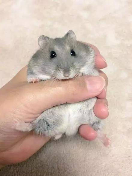 养只会撒娇的小仓鼠吧~