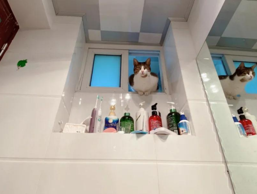 家里猫主子居然是个LSP,连洗澡、上厕所都要跟着!