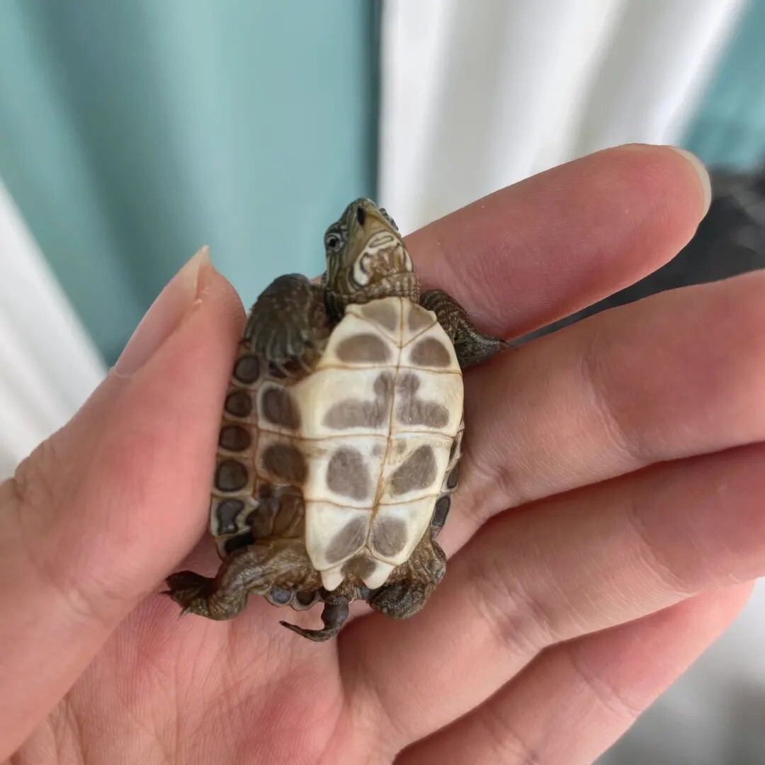 龟壳软化是什么原因造成的？原因有 2 种解决方法也很简单