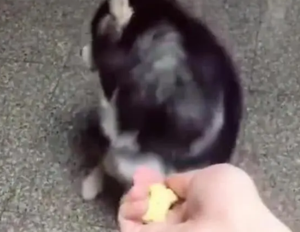 主人用零食逗二哈,成功欺骗了它!网友:怎么傻得这么可爱!
