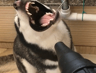 主人给二哈洗澡吹风, 二哈瞬间变成表情包, 二哈: 根本停不下来