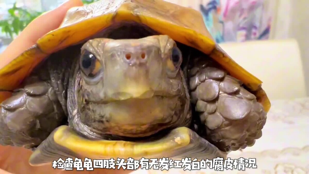 乌龟生病的预兆：如何判断乌龟是否生病了？