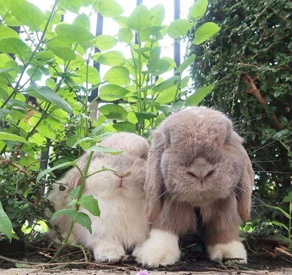 可爱加倍!两只垂耳兔形影不离的两只兔~