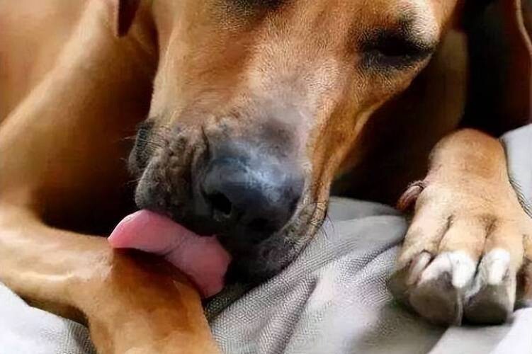 狗狗不舒服的 7 个表现,出现这些动作药注意了!