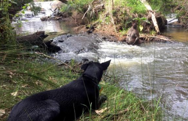 河边遛狗遇“猛男”洗澡,它站起来更吓人:幸好没追上来