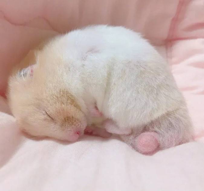 熟睡中的小仓鼠,睡得好香呀~