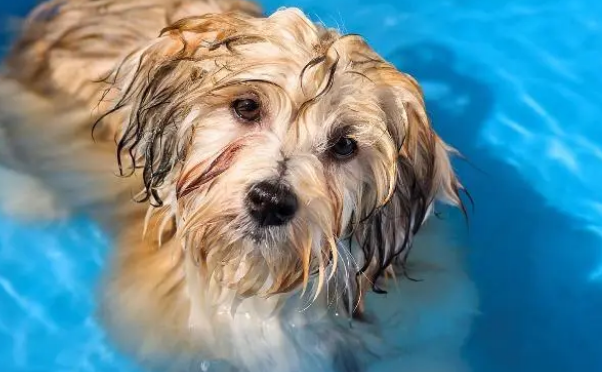 如何正确使用宠物沐浴露?来看看