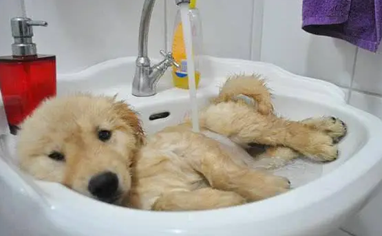 一文带你搞懂宠物沐浴露的正确使用方法