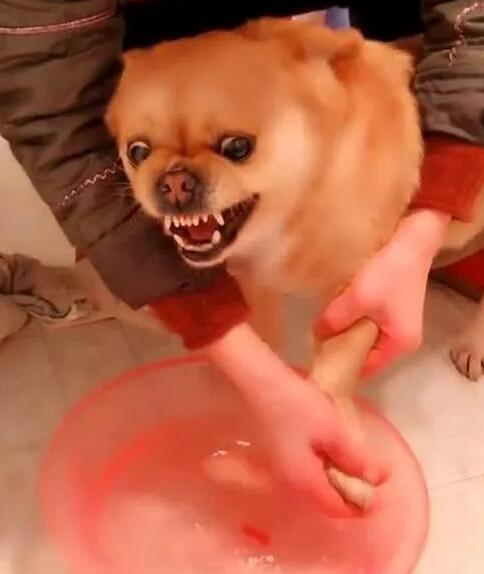 狗子洗澡用生命抗拒,呲牙咧嘴怒吼主人,汪:在不放开我咬了