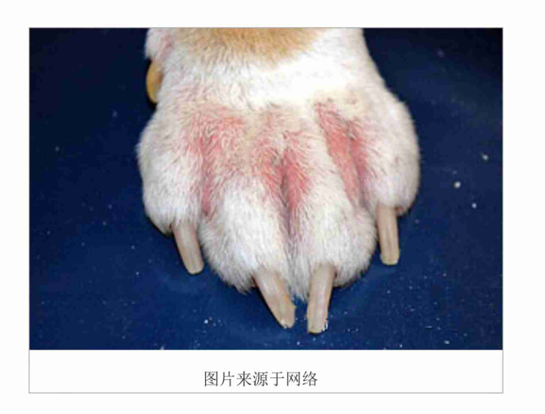 狗狗常见的皮肤病及治疗方法（含狗狗常见皮肤病图片）