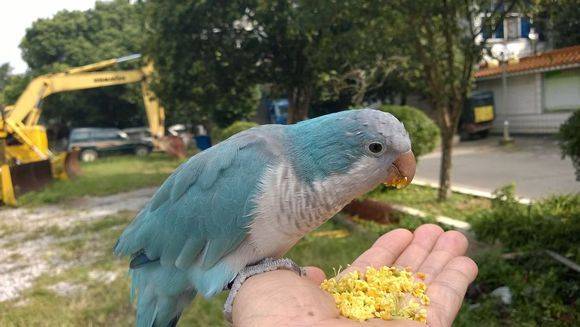 白和尚鹦鹉图片大全