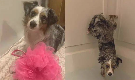 德牧犬反感洗澡的时候屁股湿掉,竟在浴盆里打开大绝技......