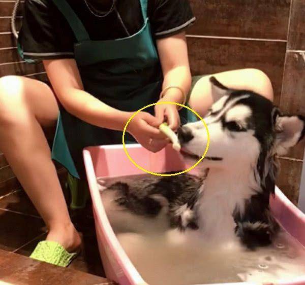 回家看到老公在给二哈洗澡,走近一看笑岔气:这样洗了才入味!