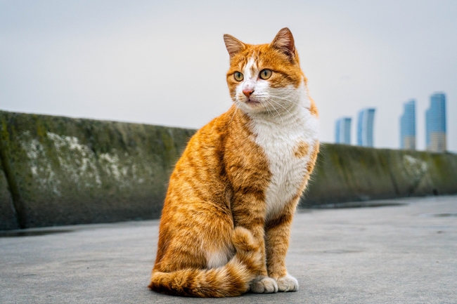 高清可爱小花猫图片