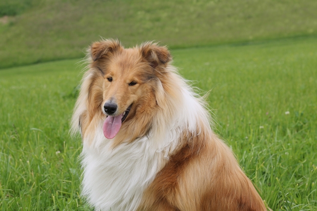 可爱纯种长毛牧羊犬图片