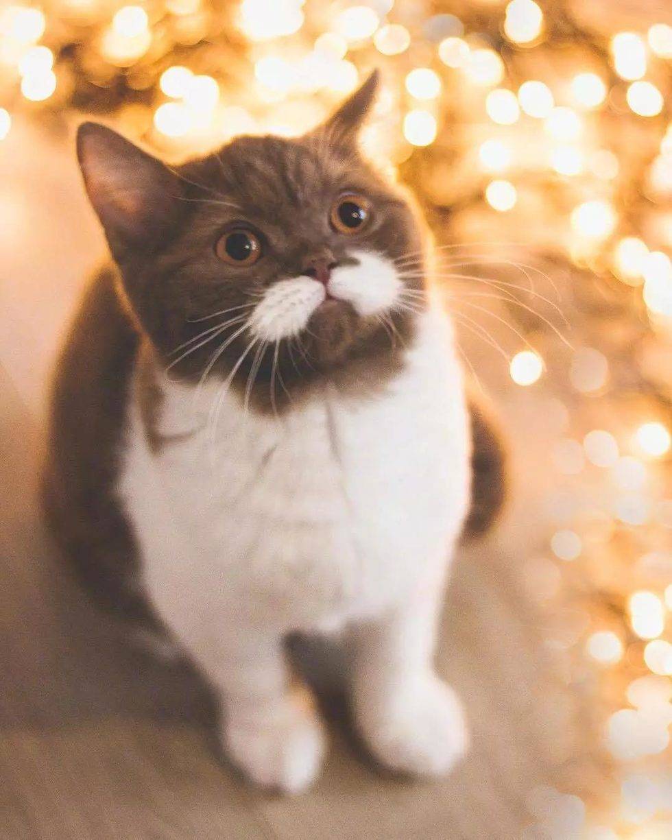 喝完牛奶变成了可爱的小胡子