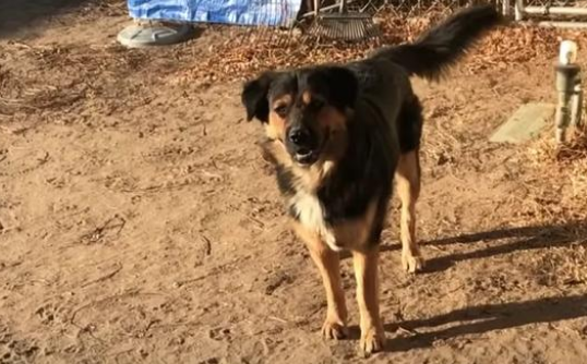 流浪狗不为零食诱惑,只能对它的朋友下手!没想到隔天见狗狗出现