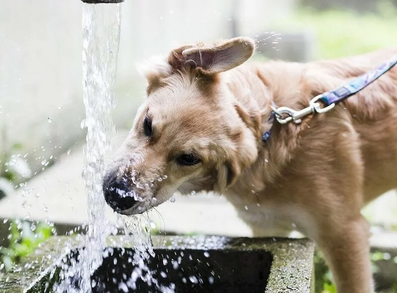 狗狗不怎么喝水是啥原因？一文教你识别并应对