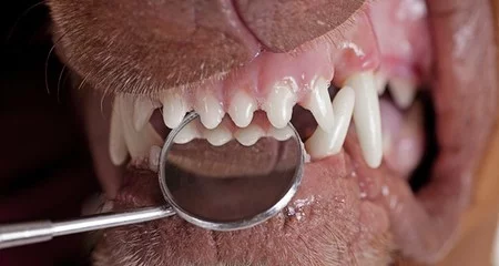 治疗宠物牙病的 4 种方法