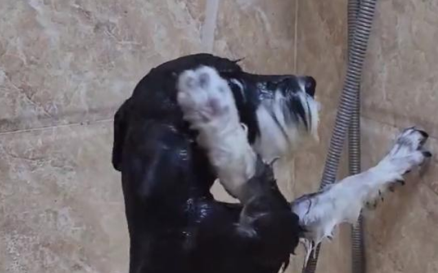 四川一狗子“成精了”,趁着主人拿沐浴露,竟然自己把澡给洗了