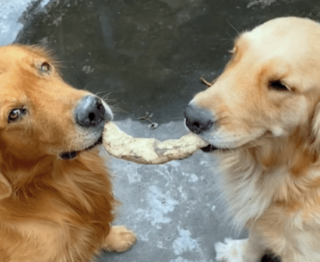 主人没平均分零食给狗,结果其中一只狗跑去上吊:让你愧疚一辈子