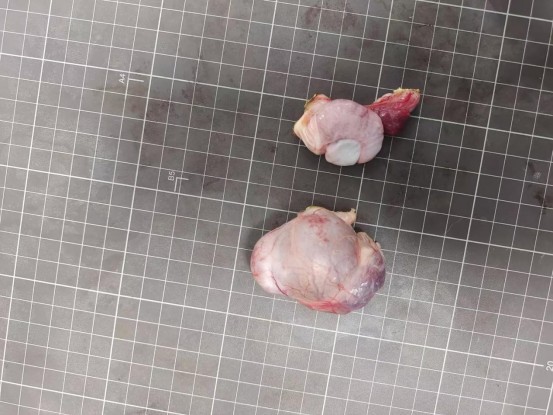 一例犬睾丸肿瘤的诊断与治疗