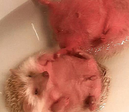 男友帮刺猬洗澡,主人进去一看,被这画面吓坏了,几分熟了