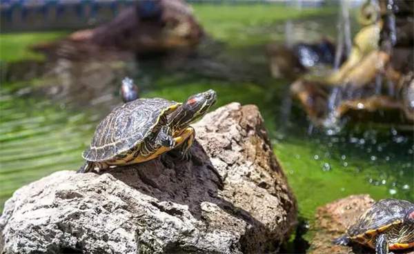 乌龟能晒太阳吗?乌龟晒太阳有哪些注意事项