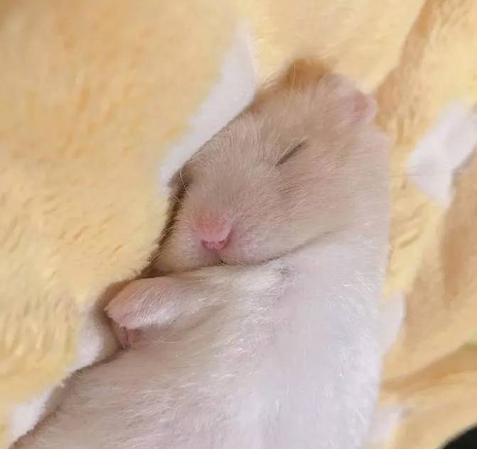 熟睡中的小仓鼠,睡得好香呀~