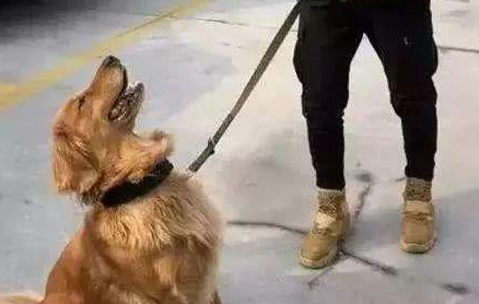 警察局收留走丢金毛,但金毛却吃警犬零食,警犬的回应亮了