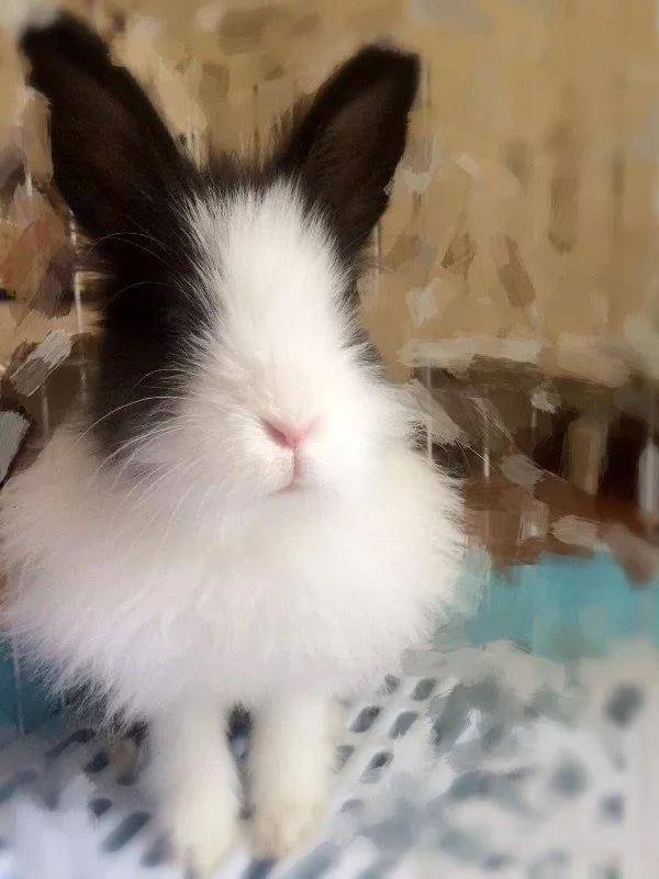 虽然不是什么名贵的纯种、但我依然爱他