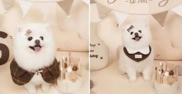 萌宠入镜:宠物写真馆悄然兴起,有店铺定制写真超万元