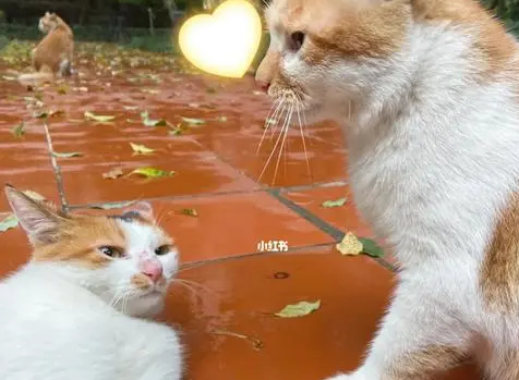 猫咪最怕水进耳朵里 | 帮喵星人洗澡,怕它耳朵会进水,于是想到用这方法