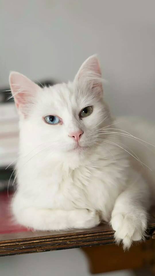 手机壁纸：萌宠小猫咪图片壁纸