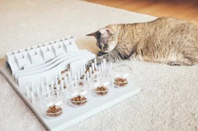 如何区分猫反流与呕吐？专业兽医告诉你