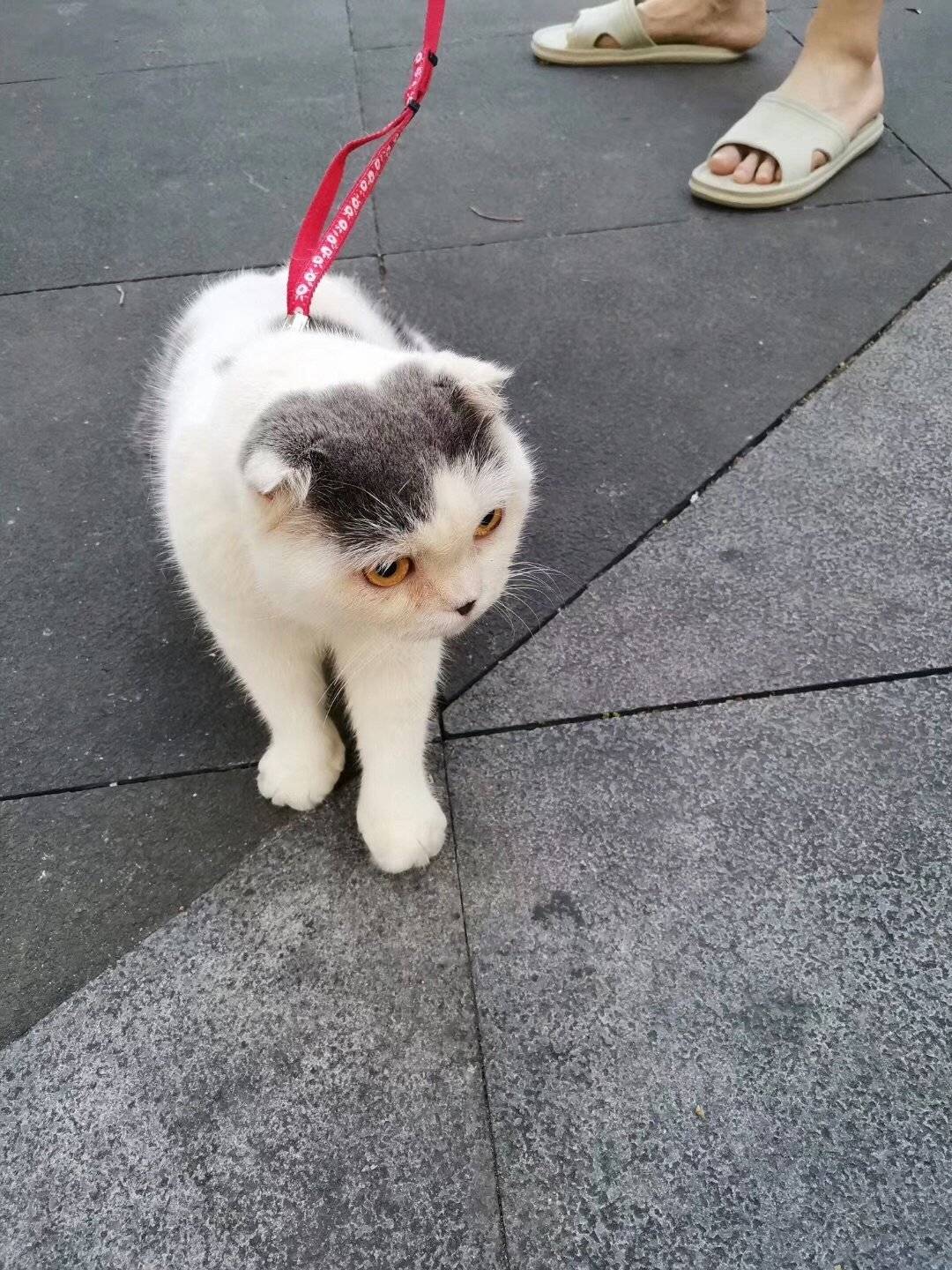 这肥猫不知吃了多少老鼠居然那么肥?