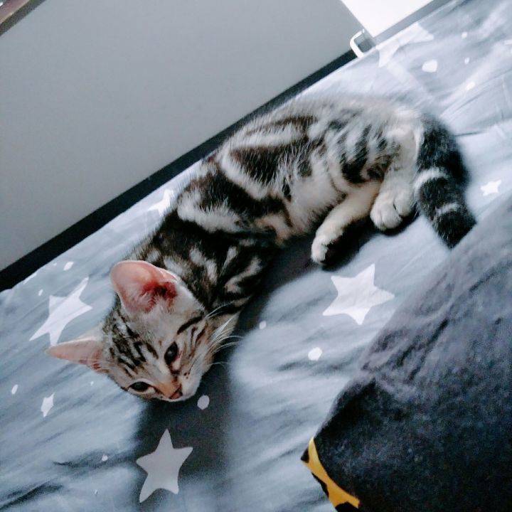 家里有两只虎斑猫。都是超级粘人的妹子。它们是一对从小分离,互不相认的亲母女。它们会因为争地盘打架,也会偶尔一起玩耍嬉闹。