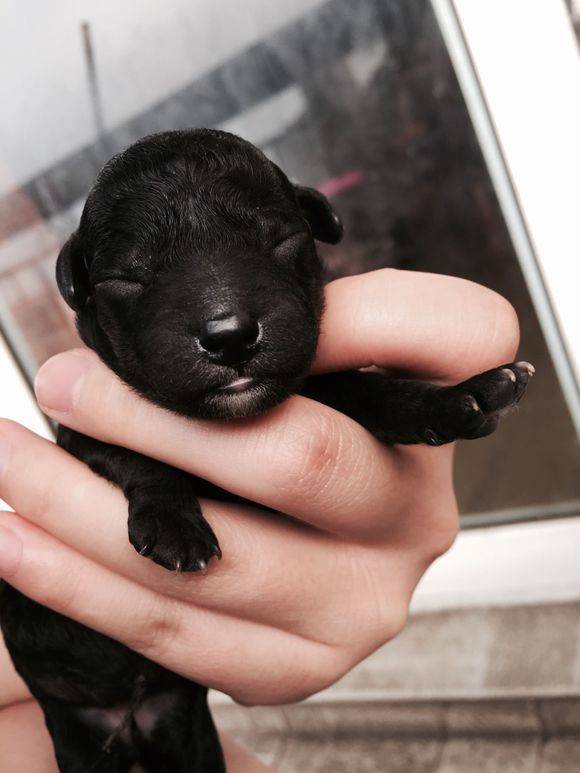 小黑仔一天天长大了哈哈