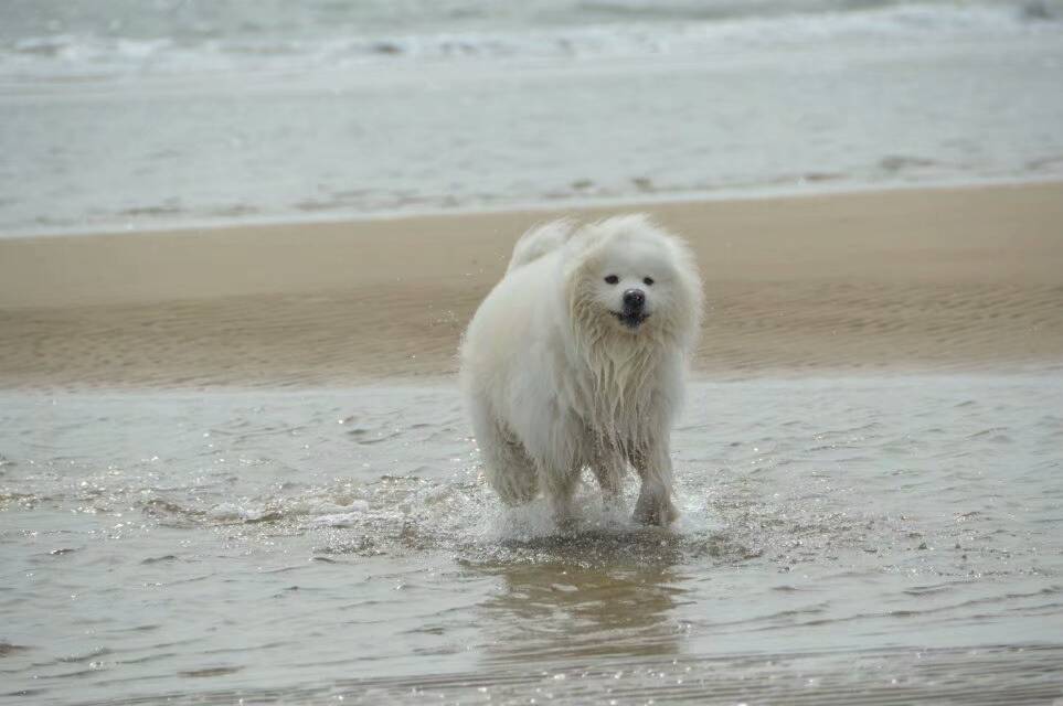 萨摩耶水中的千姿百态