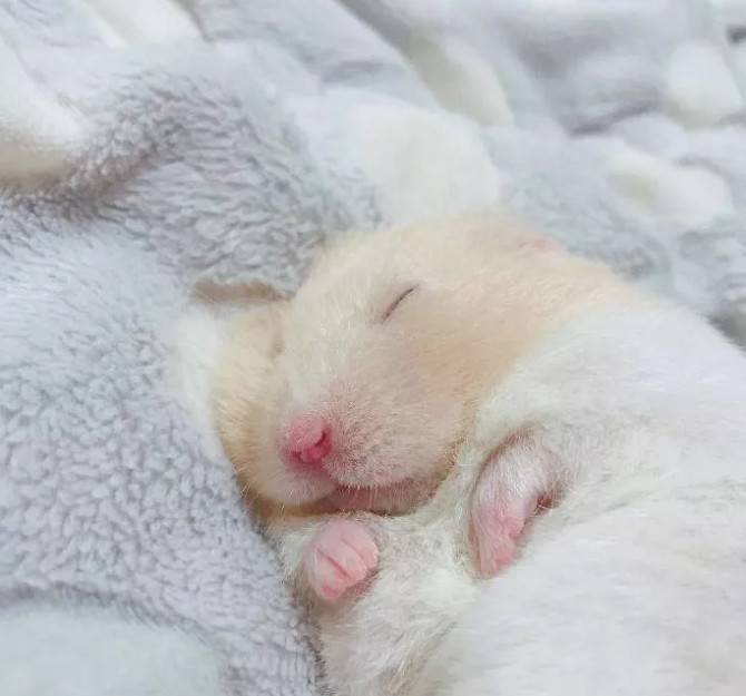 熟睡中的小仓鼠,睡得好香呀~