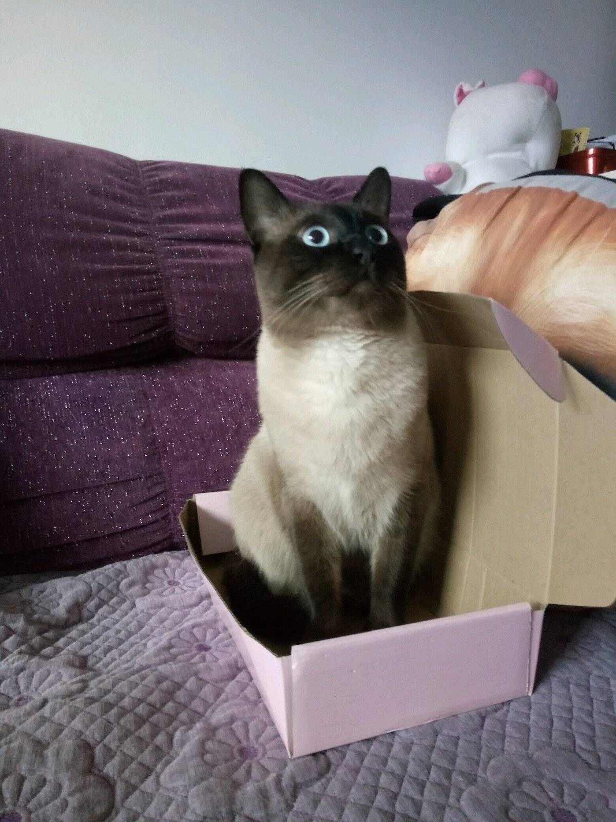 盒子盒子我的最爱