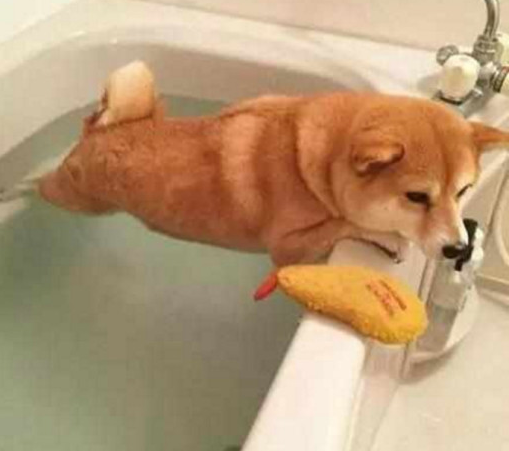 柴犬千辛万苦挣脱不洗澡,小表情觉得是去上竞技场,场景令人笑到不好