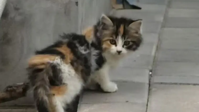 爸爸吐槽猫不会抓老鼠,结果……被猫“报复”