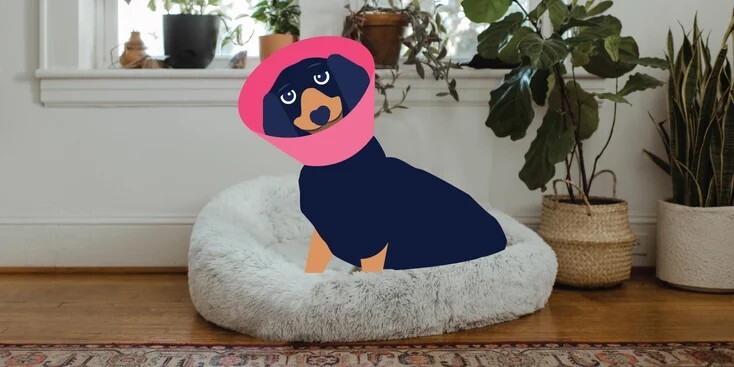 犬椎间盘突出 (IVDD)：病因、症状和治疗方法