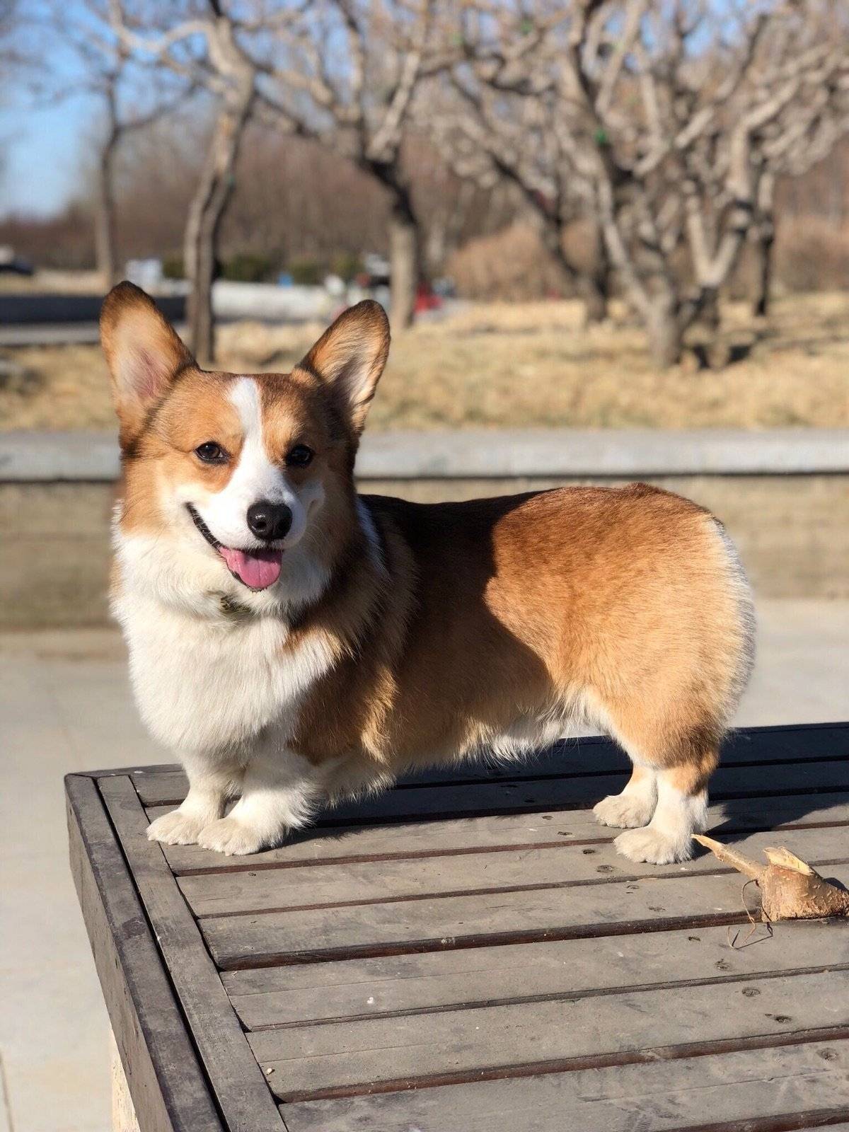 晴朗天气下的短途旅行~这个公园还不错~心情美美哒~