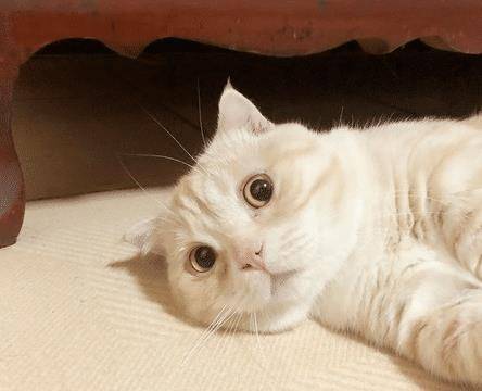 猫咪洗澡竟笑得如此灿烂,原来这一切都是“遗传”惹的祸!