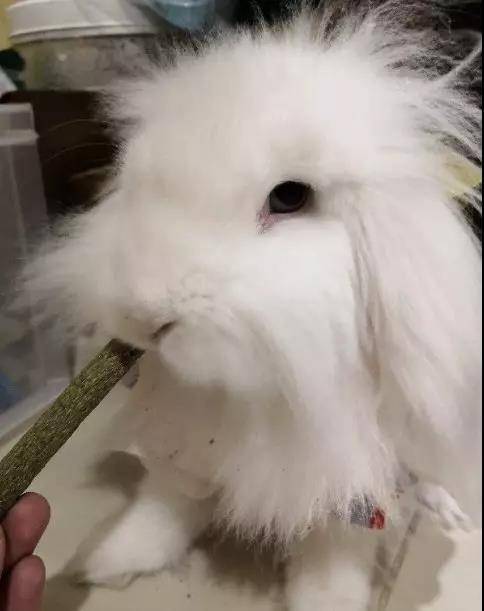一岁半的海棠兔