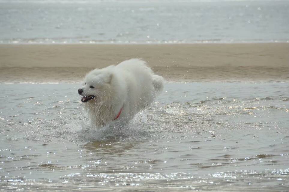 萨摩耶水中的千姿百态